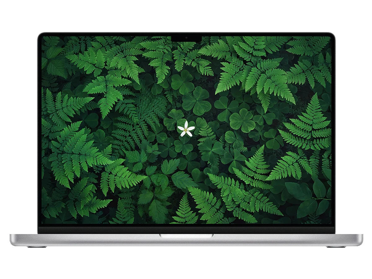 三叶草 蕨类植物 白花 绿意 清新 自然 电脑壁纸